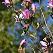 "Southern Double-collared Sunbird" Graskop, South Africa
